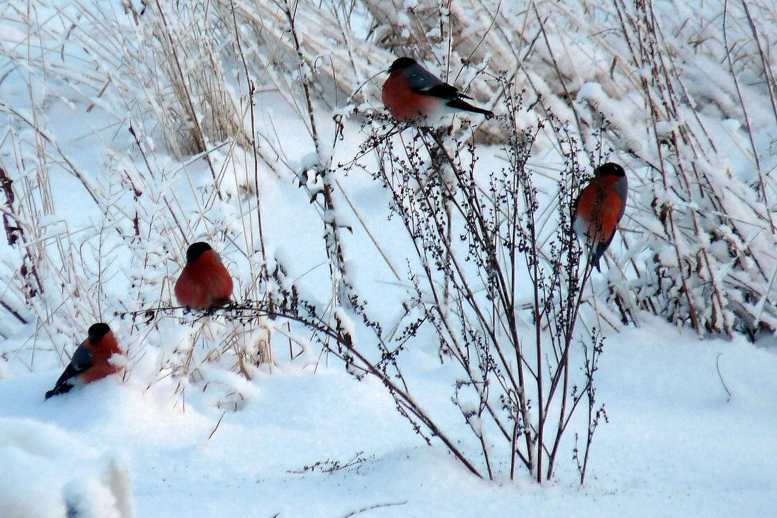 Птицы на дорогах зимой. Снегири зимой. Снегири в зимнем лесу. Снегири на снегу. Снегири в зимнем саду.