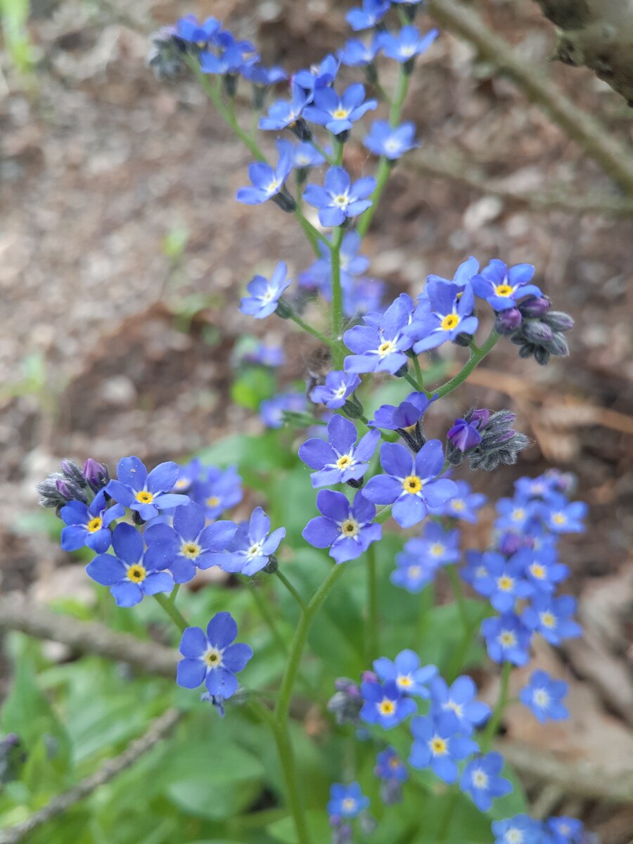 Forget-me-not...