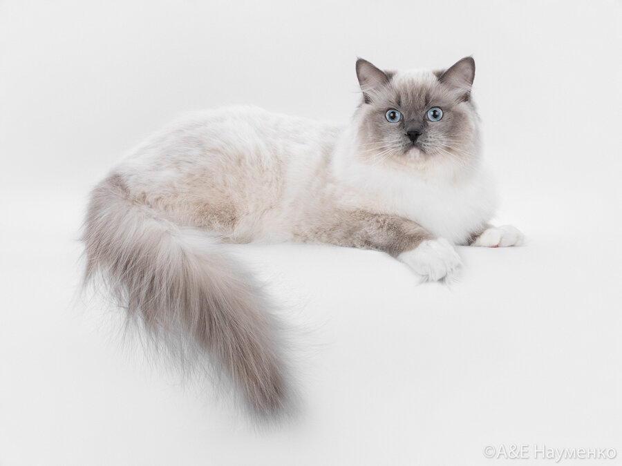 Кот рэгдолл окраса голубой миттед Ametist Maryabell