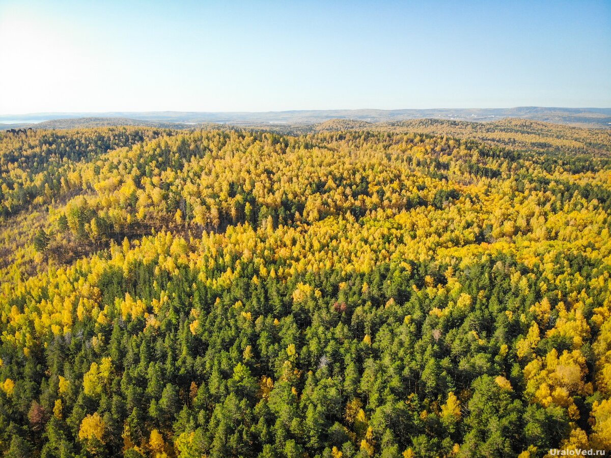 Уральский лес Екатеринбург
