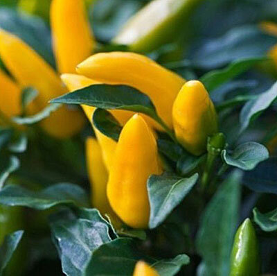 Перец Голдфингер