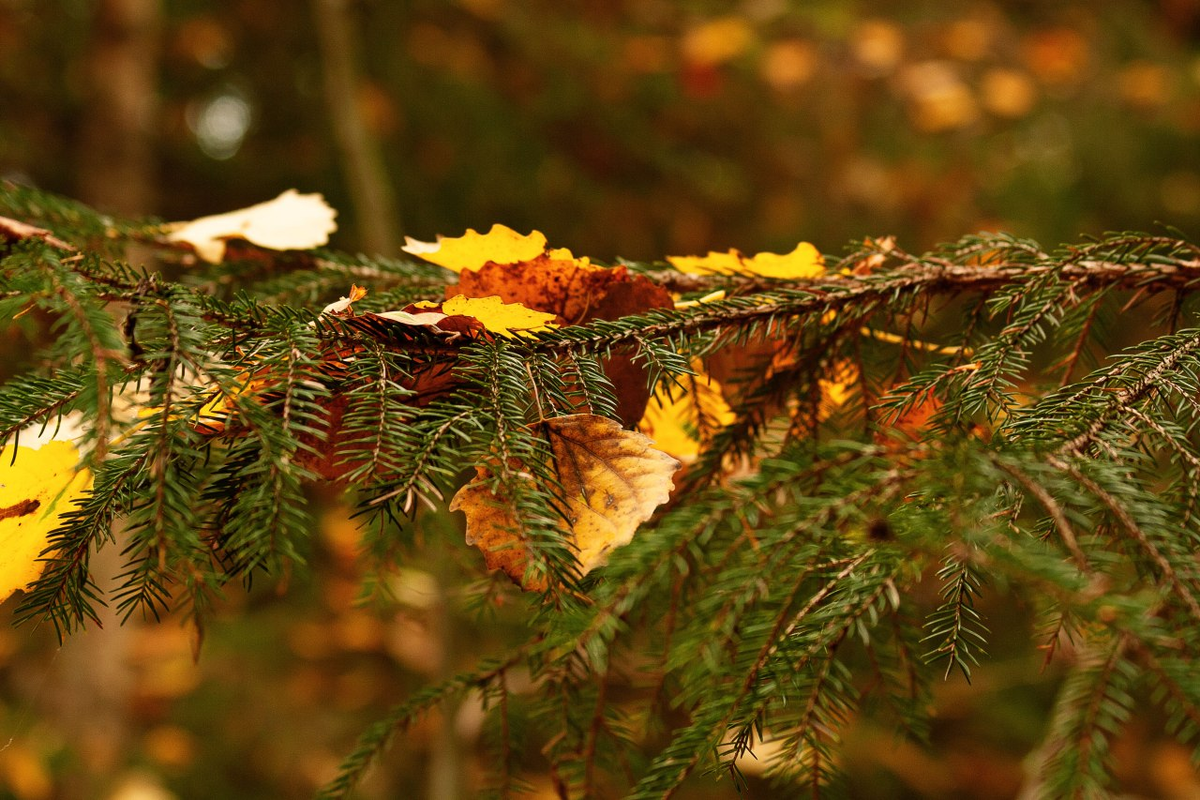  так я представляю, как микродозы аллергенов приучают организм их не бояться.