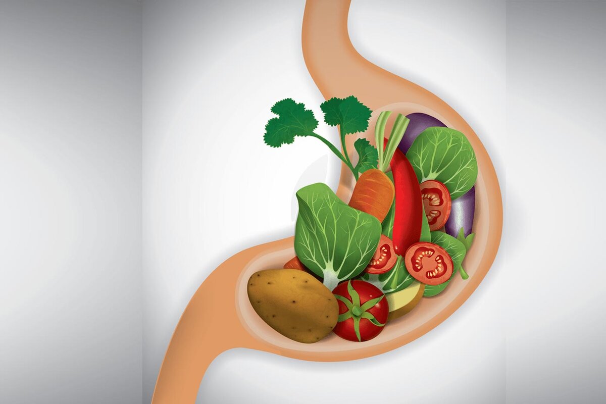 Пищеварение. Здоровое пищеварение.