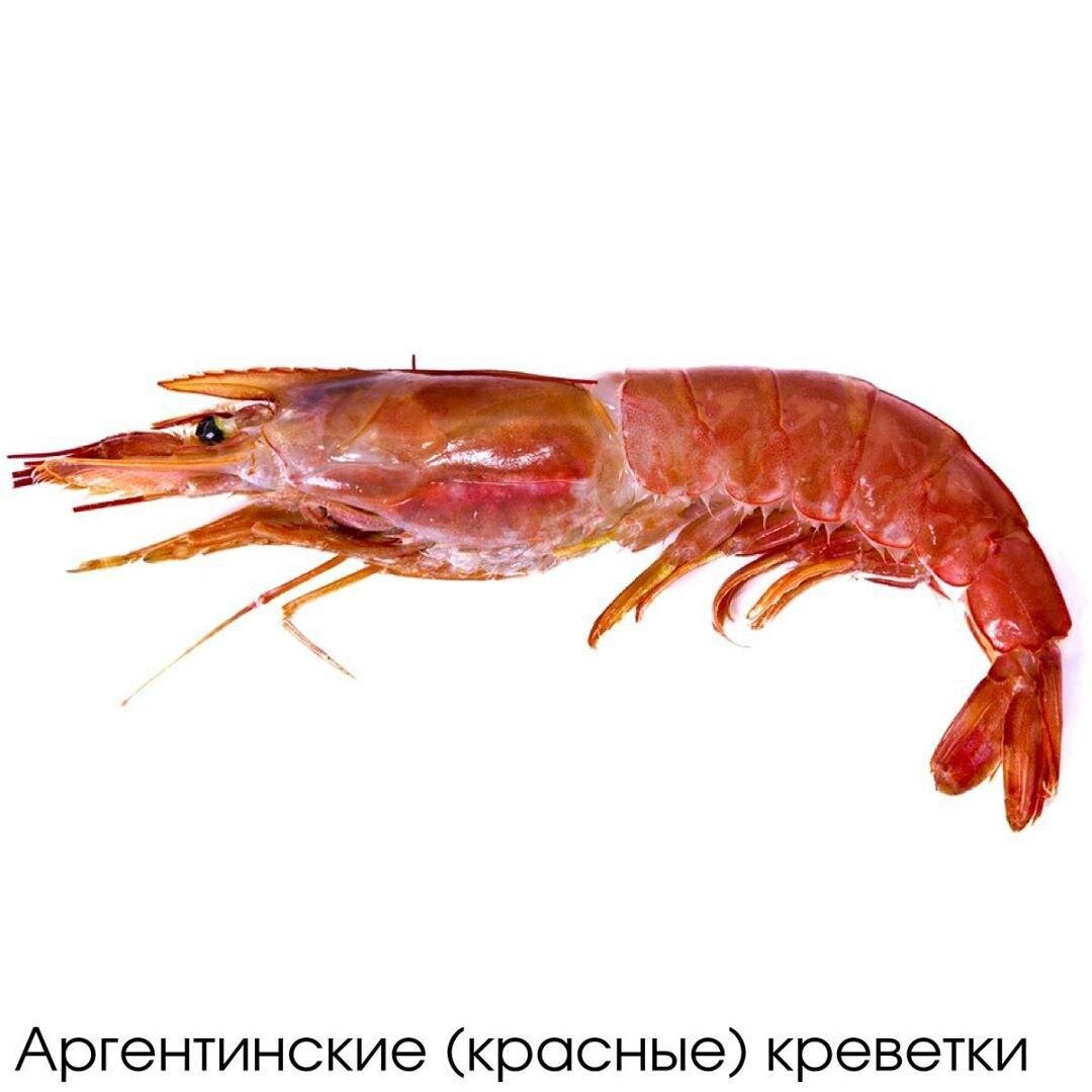 Цвет аргентинской креветки - розовый. Если на ней появились черные пятна - креветка испорчена