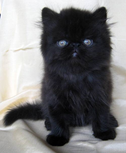 Согласитесь, очень милый и добрый котенок:) Или нет?