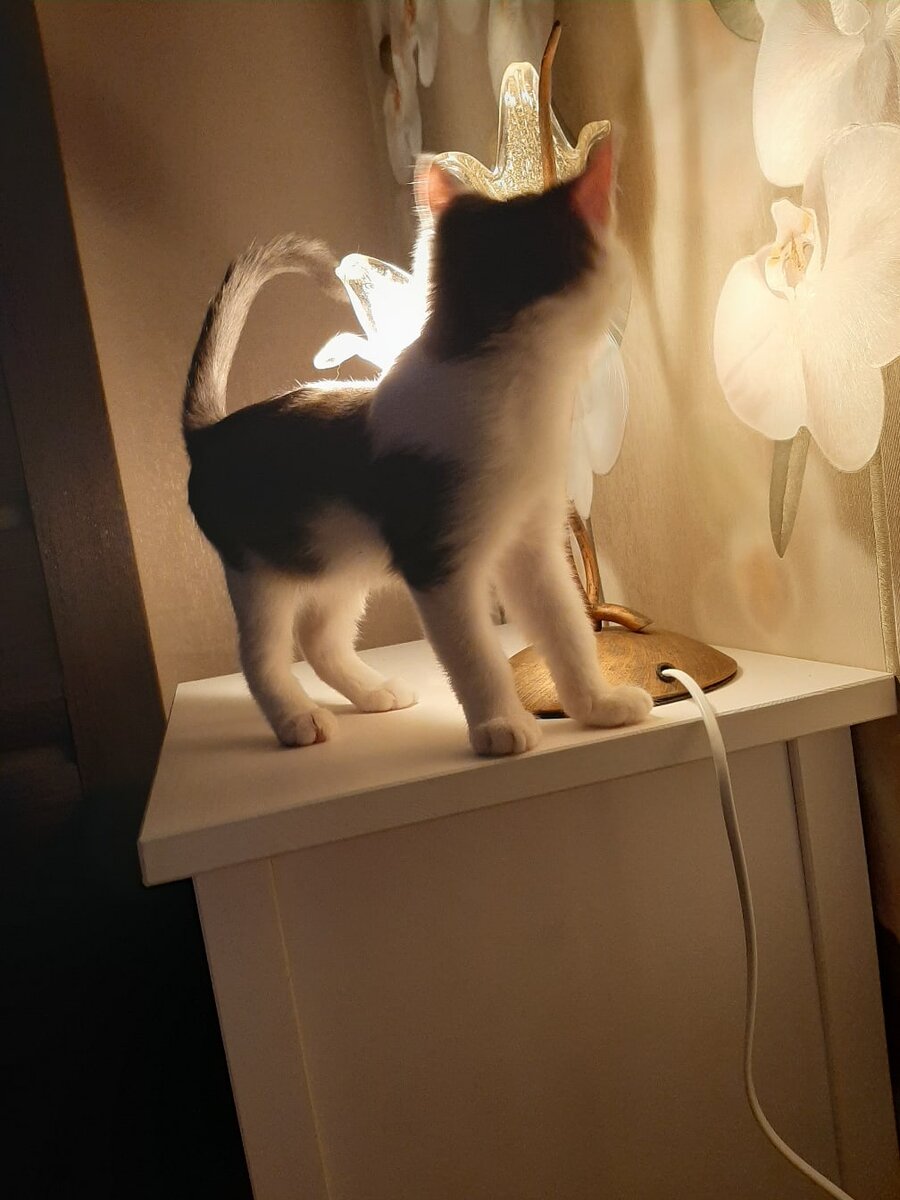 Котодом сокольники. Кот гоша котёнок. Котодом дзен. Котодом мурлыка. Кот гоша.