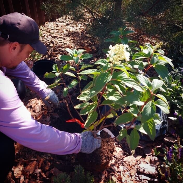 Посадка гортензии метельчатой. Контейнер, закрытая корневая система.