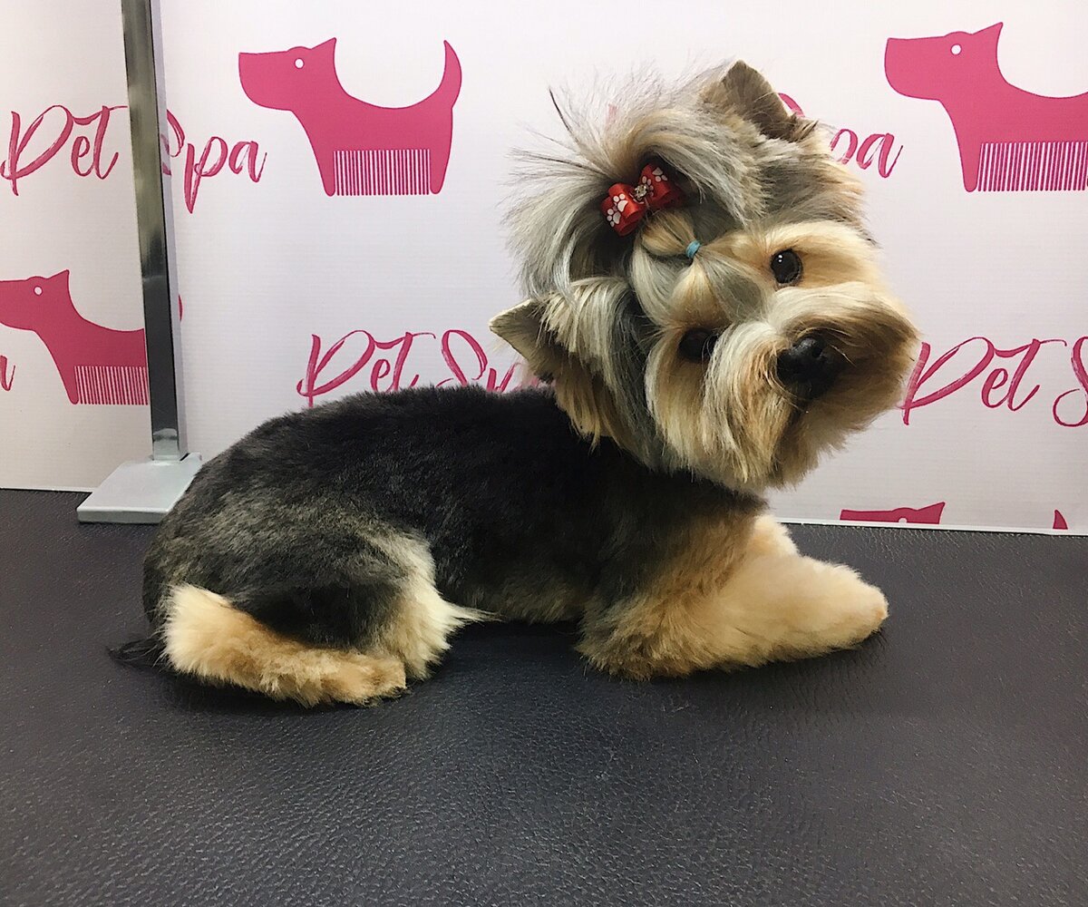Йоркширский терьер в груминг салоне PetSpa