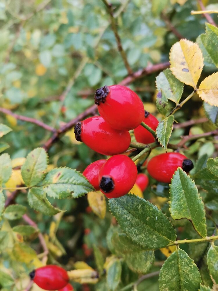 шиповник виды