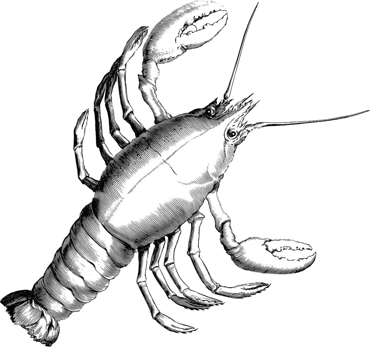 Нарисовался в нашей жизни. Источник изображения: Pixabey.com