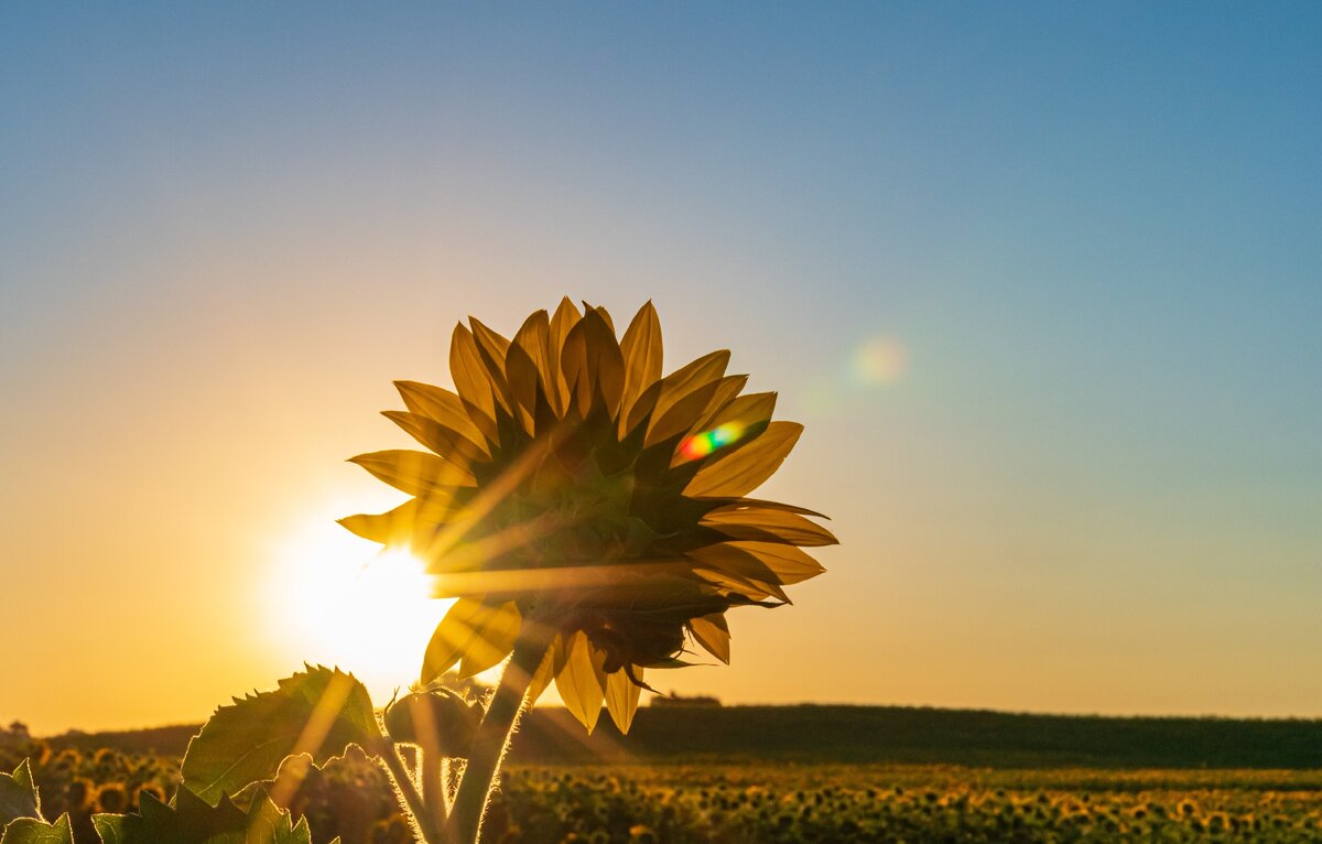 Жители мегаполисов чаще страдают от недостатка витамина "D". (Источник фото: unsplash.com | Автор фото: Stephen Walker | Лицензия: CC0)