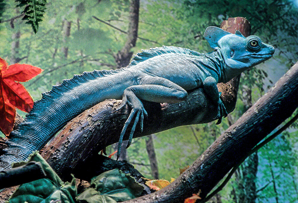 Сидящий василиск.