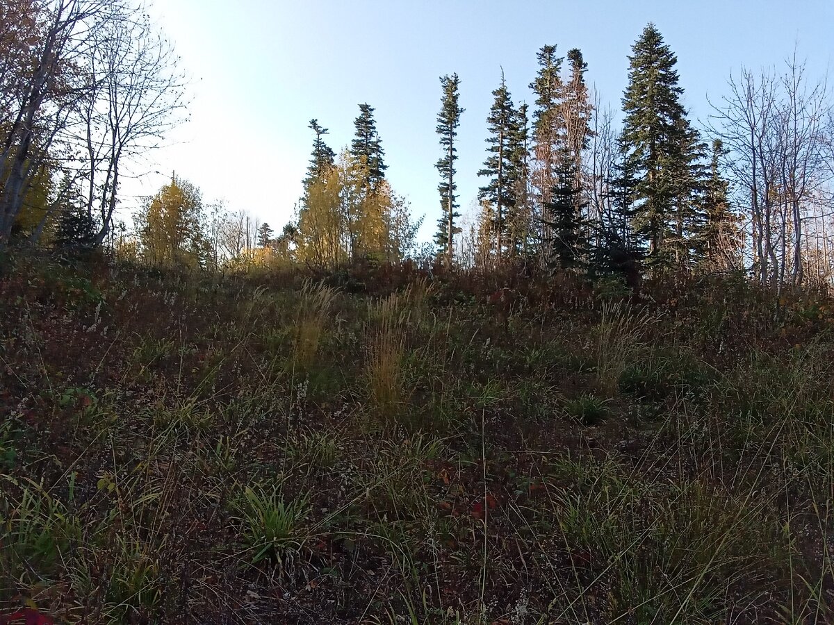 Мелкая поляна 