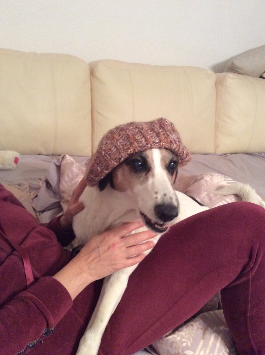 Зачем собака? Чтоб была! Чтоб ждала, встречала, лизала глаза, била хвостом по ногам, тащила на поводке на улицу в любую погоду, линяла, скулила, громко лаяла, и любила. Любила беззаветно, преданно, как может любить только собака. Собака не дает молока, не несет яйца, она дает шерсть, преимущественно на ваши полы и мебель), толку от неё никакого. Только зря выкармливать- это мнение тех, кто "не". 