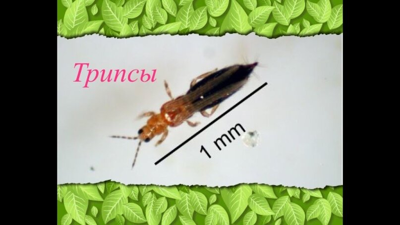 трипс