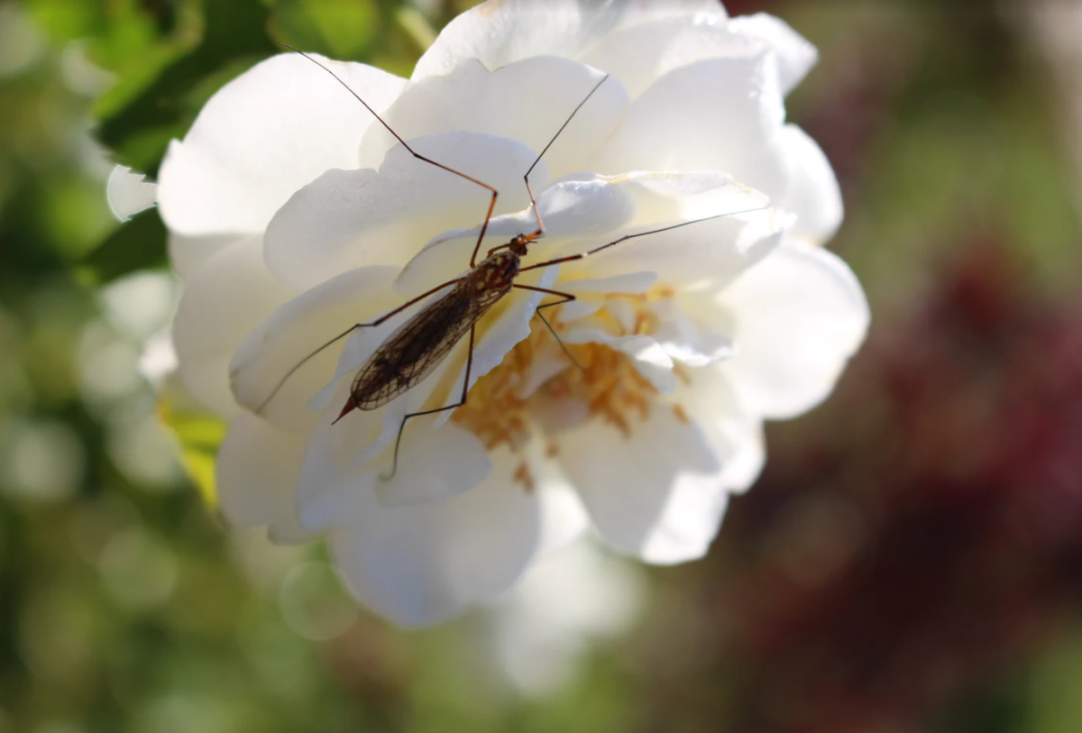 Роза Айсберг