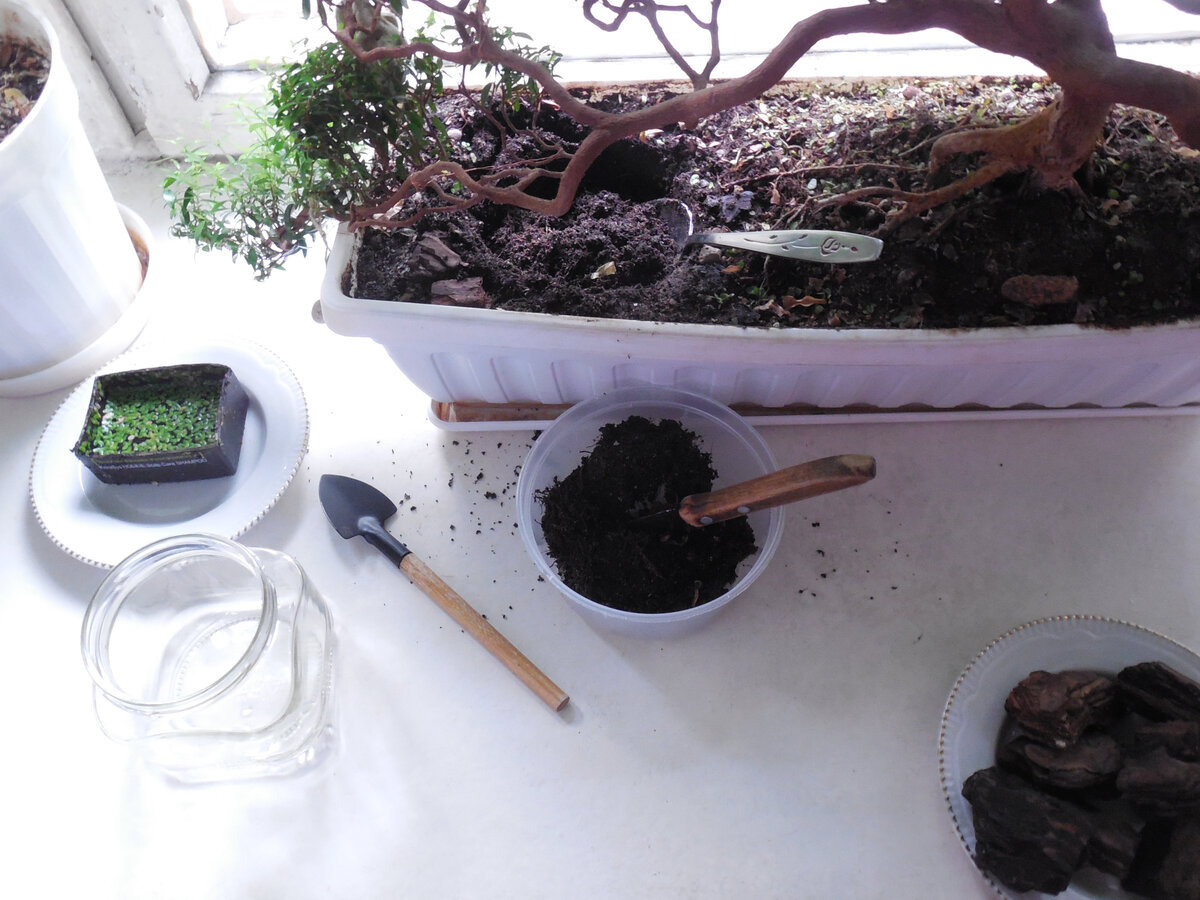 Банка (будущий прудик) шире и глубже чёрной пластиковой ёмкости, в которой ещё плавает ряска