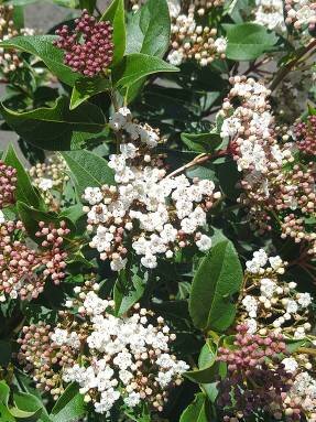 Калина лавролистная