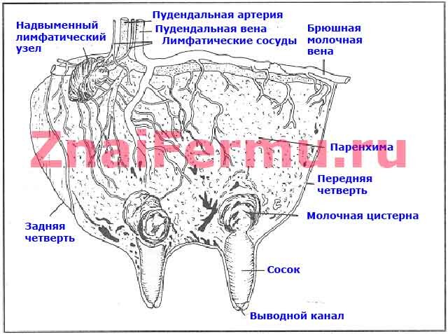 Дойка больших молочных сисек