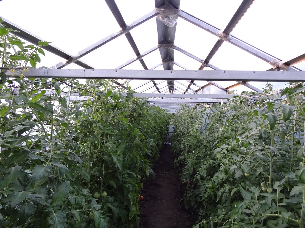 Томаты в самодельной теплице.