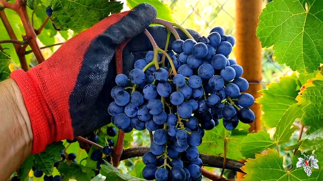 Aglianico, Mettler Family Estate Vineyards, Lodi AVA. Photography by Randy Capar