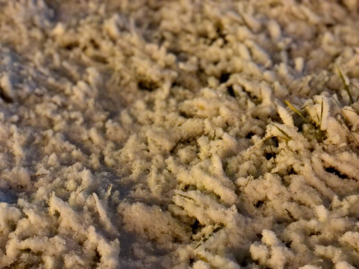 Свежий снежок на траве