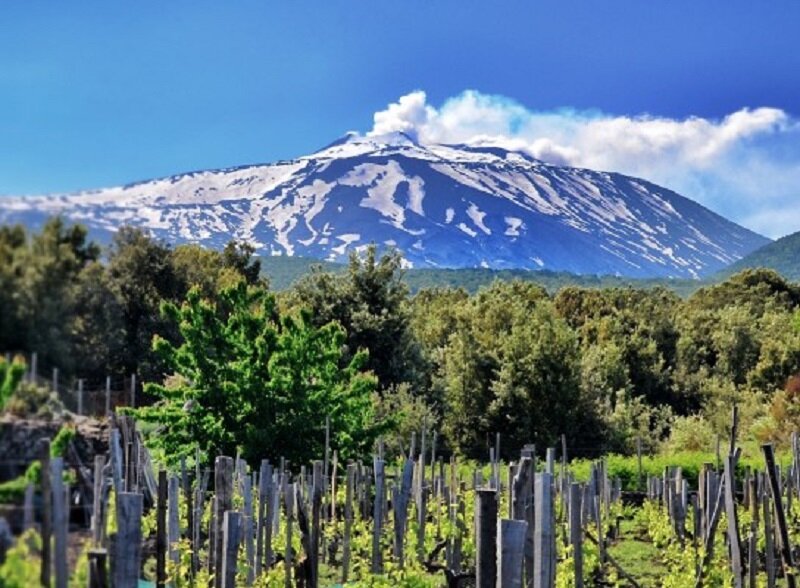 Виноградники Etna DOC (фото из открытых источников)