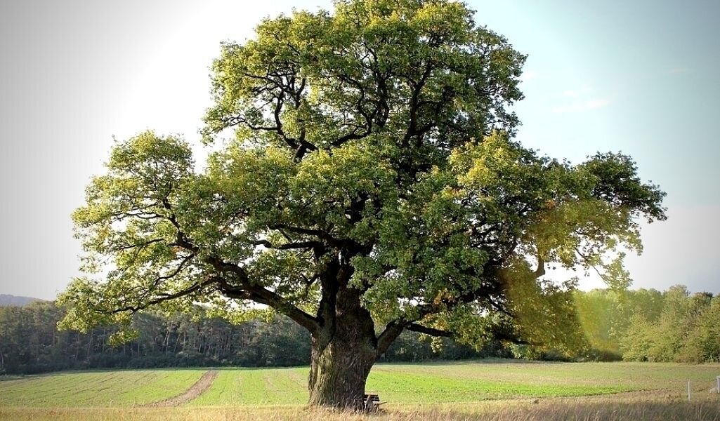 Дуб - великий и могучий