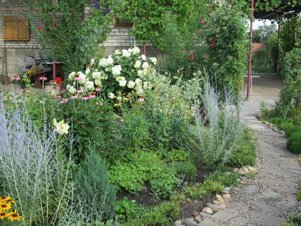 22.06.2013 Можжевельник "СТРИКТА".  У куста голубой перовскии растёт этот можжевельник. Я его посадила в 2012 г  . Высота его была 20 см.