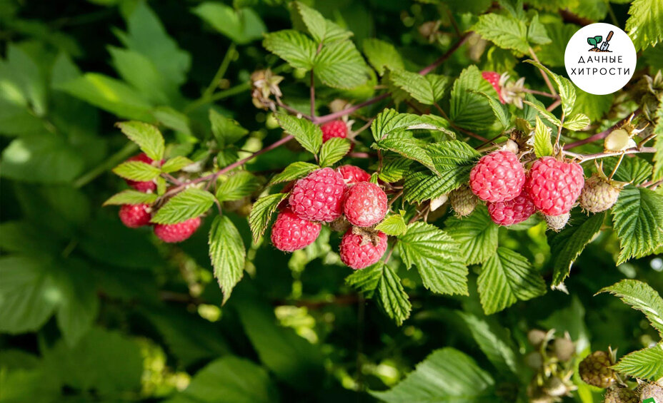 Крупные ягоды малины