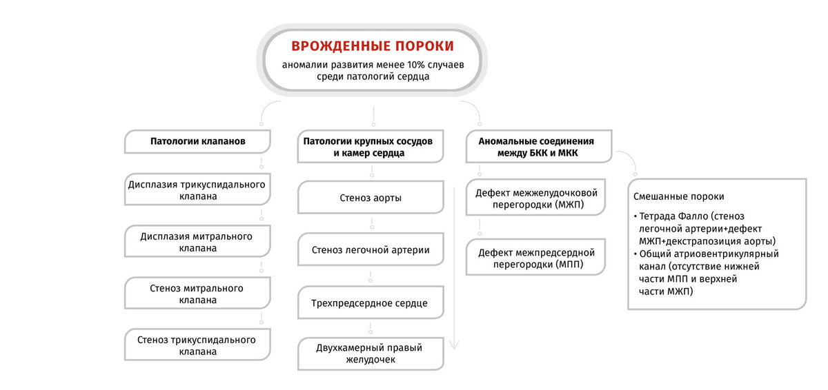 Кровеносная система кошек 🐱