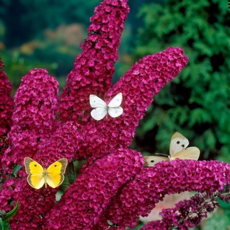 Фото  из  интернета.  БУДЛЕЯ