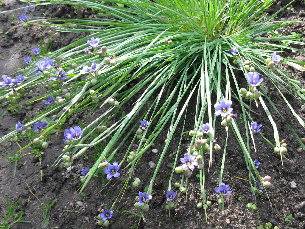 Сизиринхум узколистный