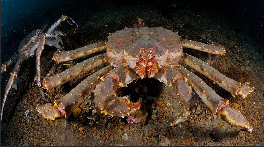 Камчатский краб