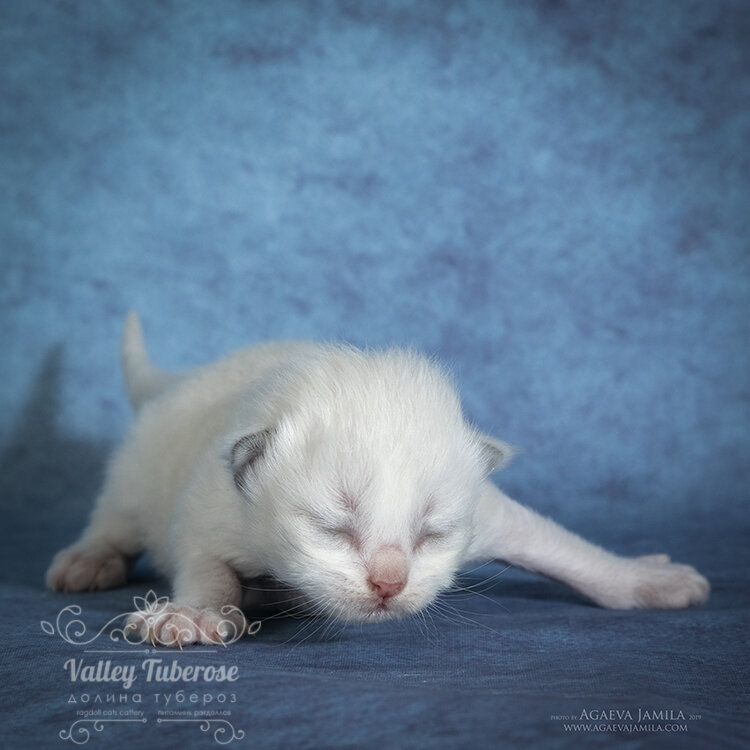 Правильное положение при кормлении - на животике, головку приподнять вверх.