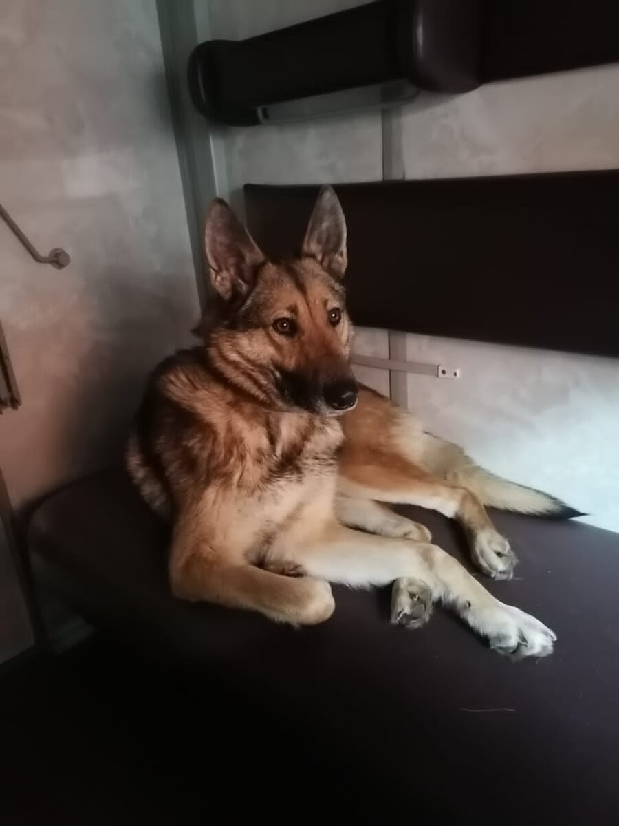 Пальма едет в поезде домой в Пермь