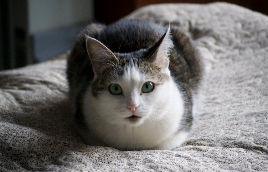 по материалам twitter.com