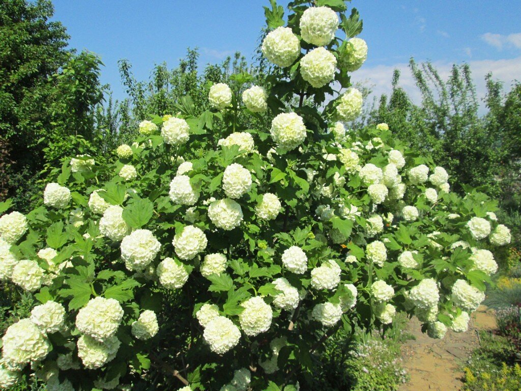 14.05.2015. Калина  "Бульденеж"