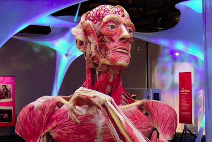 Body Worlds