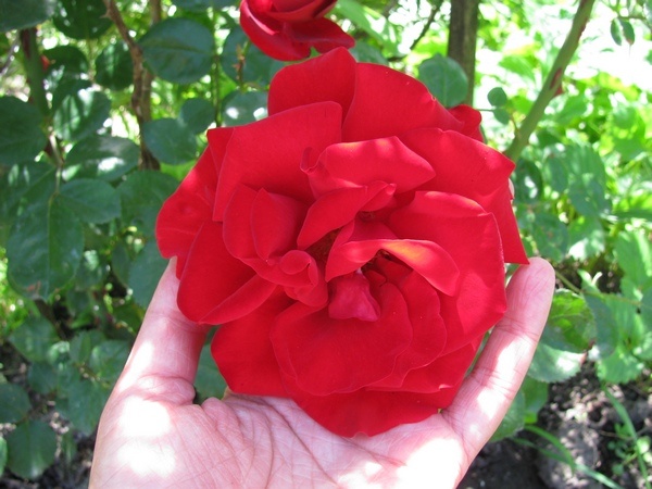 Сантана. Фото из архива автора