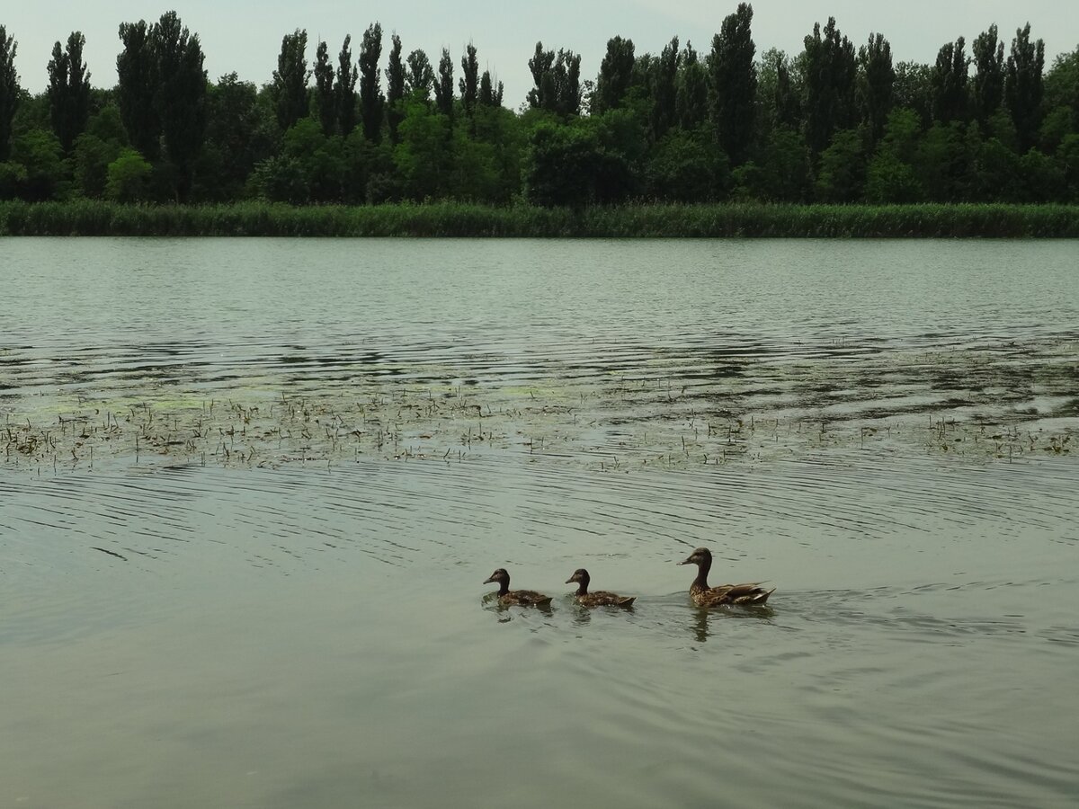 Кряква с утятами 