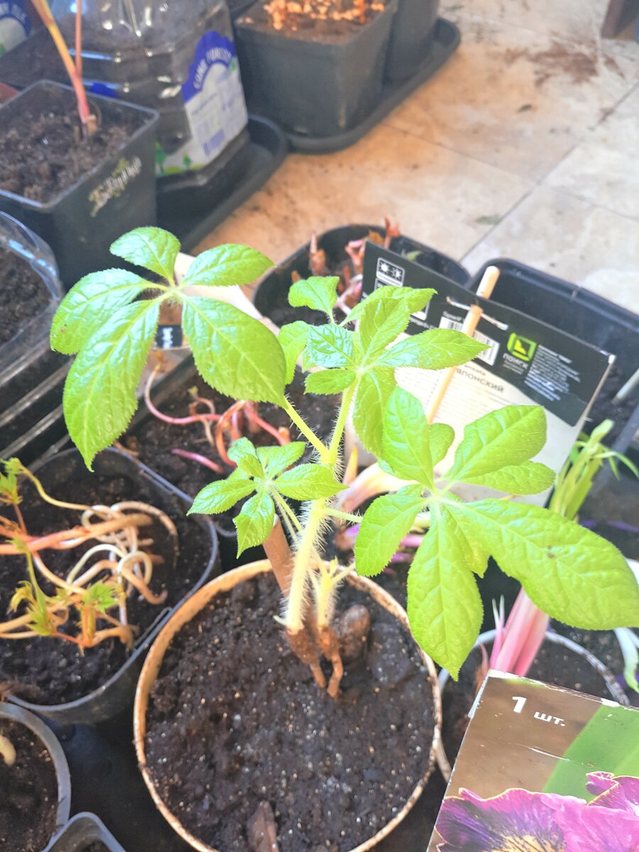 Саженец элеутерококка