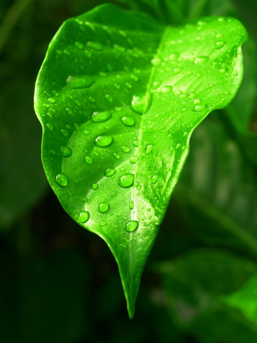 Природа всегда сильнее принципов. (Дэвид Юм)