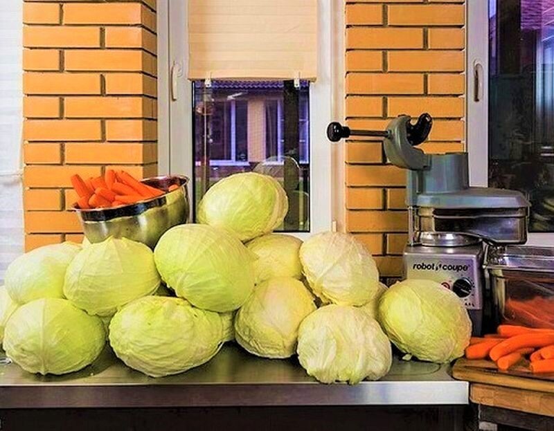  Капуста Слава отлично подходит для квашения. Фото с сайта: https://clck.ru/TrCHY.