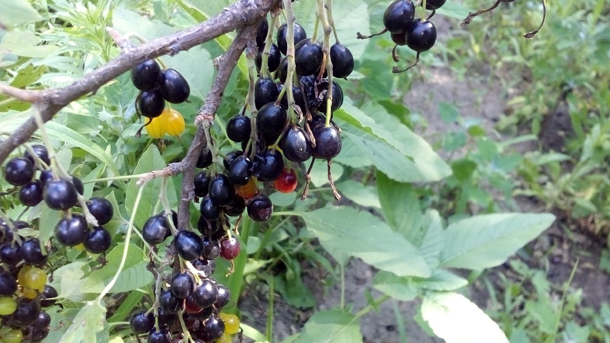 Неорганическое - не значит "не качественное" или "не эффективное"