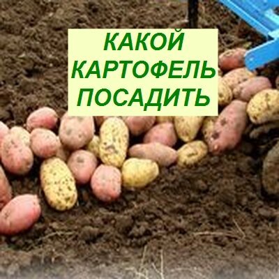 какой посадить картофель