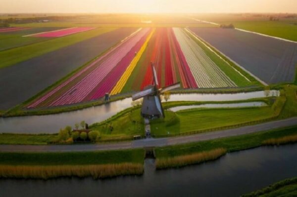 Если вы видели фотографию плантации тюльпанов в Голландии, то согласитесь, что это просто потрясающее зрелище. Недаром тюльпаны – это самый настоящий символ Голландии.