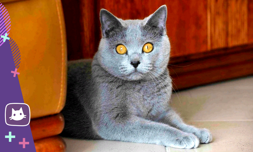 😺Шартрез — картезианский кот, утонченный француз, обладает природной  деликатностью, умению дружить и быть великолепным | Нос, хвост, лапы | Дзен