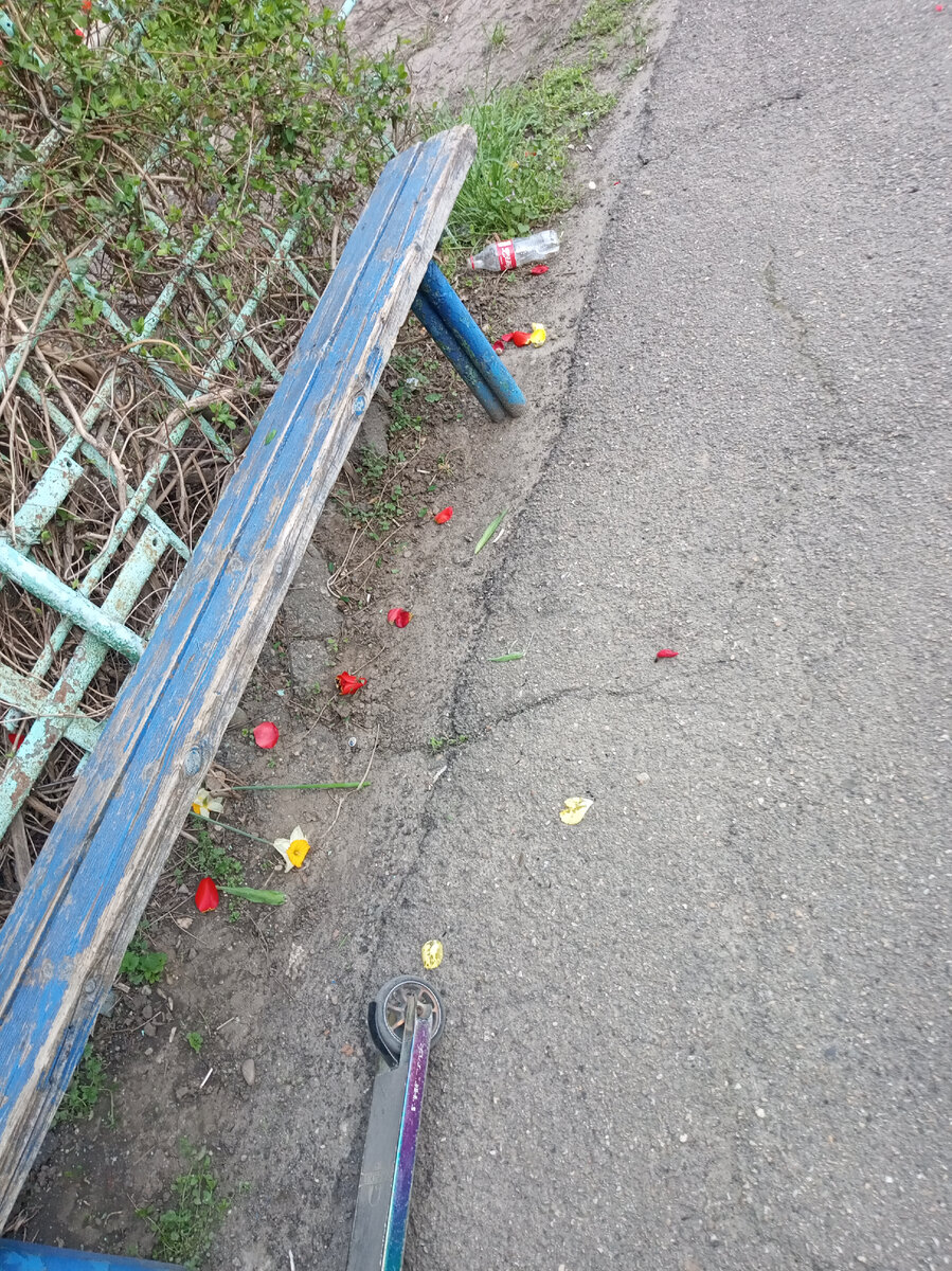 Фото автора. Мои цветы в цветнике ободрали....