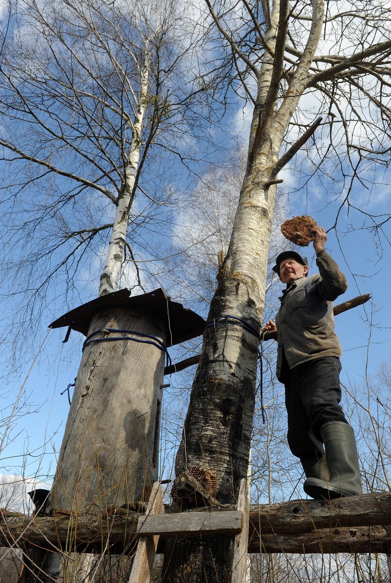 90-летний Геннадий Громадский занимается бортничеством всю жизнь. Деревня Хлунин, Житковичский район